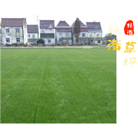 山东足球场草坪批发-山东无土草 