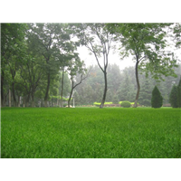 山东四季青草坪公司在哪 