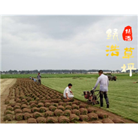 山东公园草坪-山东小区草坪 