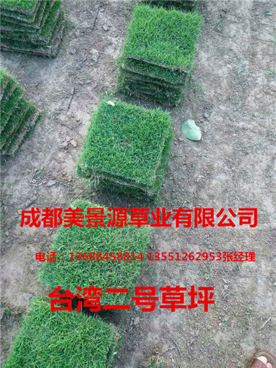 成都草坪_成都草皮_成都苗木
