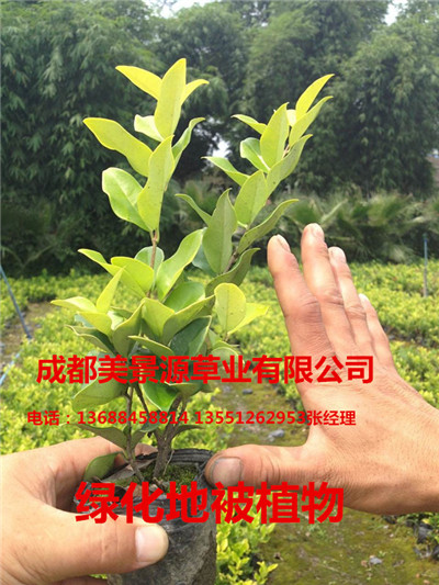 成都草坪价格$成都草皮价格$成都苗木价格