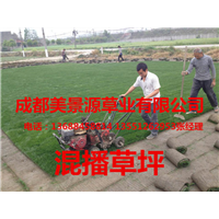成都草坪基地/成都草皮基地/成都苗木基地 