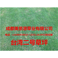 成都草坪基地/成都草皮基地/成都苗木基地