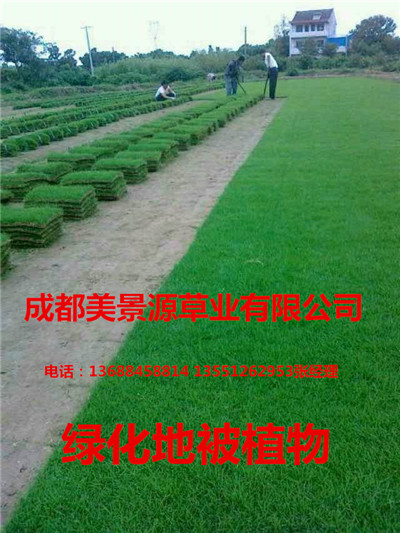 成都草坪_成都草皮_成都苗木