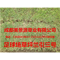 成都草坪—成都草皮5 