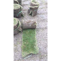 成都草坪种植的方法