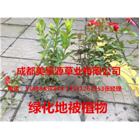 成都草坪基地/成都草皮基地/成都苗木基地