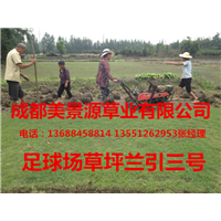 成都草坪批发#成都草皮批发#成都苗木批发