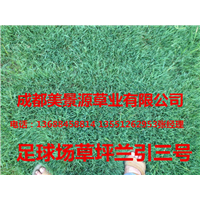 成都草坪—成都草皮4 
