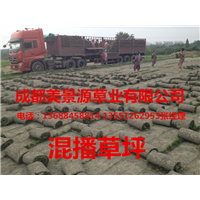 成都草坪价格$成都草皮价格$成都苗木价格