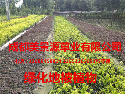 成都草坪_成都草皮_成都苗木