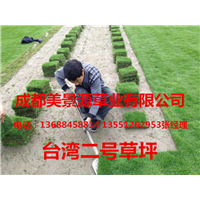 成都草坪基地/成都草皮基地/成都苗木基地