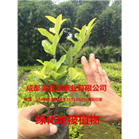 成都草坪价格$成都草皮价格$成都苗木价格