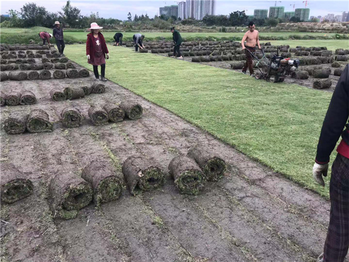 成都草坪的分级与养护