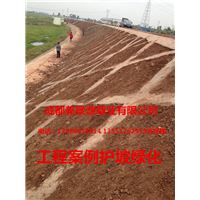 成都草坪批发#成都草皮批发#成都苗木批发
