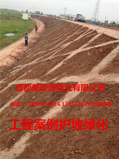 成都草坪批发#成都草皮批发#成都苗木批发