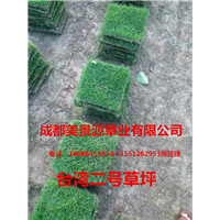 成都草坪_成都草皮_成都苗木