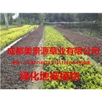 成都草坪_成都草皮_成都苗木