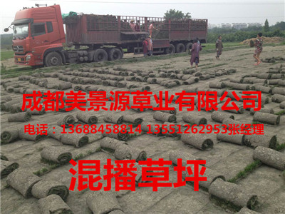 成都草坪价格$成都草皮价格$成都苗木价格