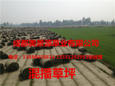 成都草坪批发#成都草皮批发#成都苗木批发