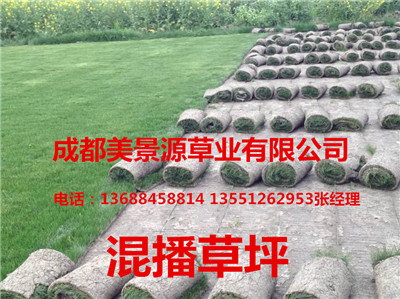 成都草坪价格$成都草皮价格$成都苗木价格