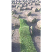 台湾二号草坪基地