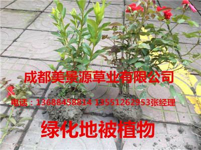 成都草坪基地/成都草皮基地/成都苗木基地