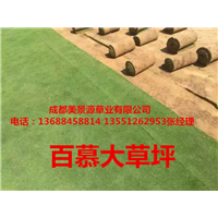 成都草坪基地/成都草皮基地/成都苗木基地