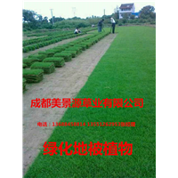 成都草坪_成都草皮_成都苗木
