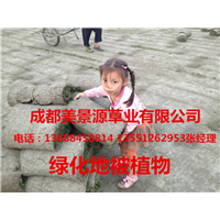 成都草坪—成都草皮2 