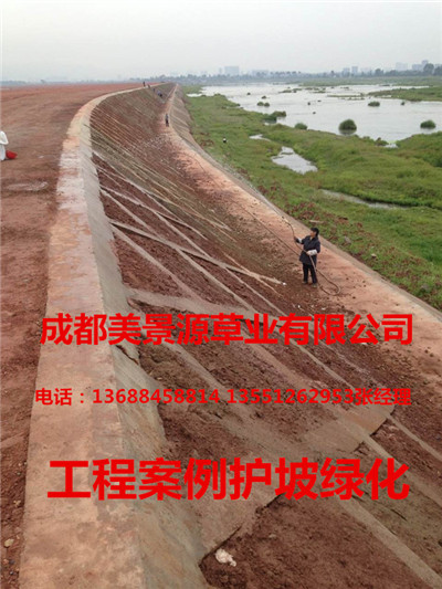 成都草坪批发#成都草皮批发#成都苗木批发