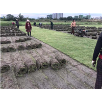 成都草坪的分级与养护