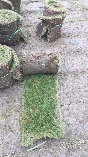 成都草坪种植的方法