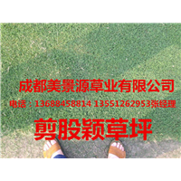 成都草坪—成都草皮1 