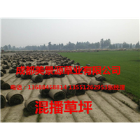 成都草坪批发#成都草皮批发#成都苗木批发