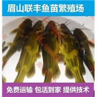 四川黄颡鱼苗种的养殖方法