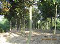 安徽广玉兰-广玉兰基地、批发、供应、价格、直销、求购