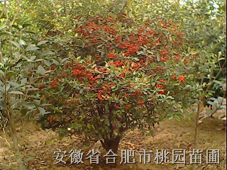 安徽大叶女贞-火棘球 