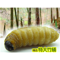 深圳竹虫养殖 