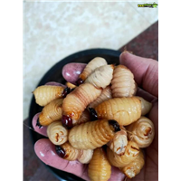 湛江竹虫养殖 