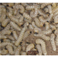 阳春竹虫养殖 