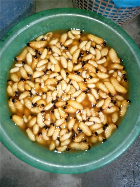 汕头竹虫养殖 