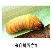 珠海竹虫养殖 