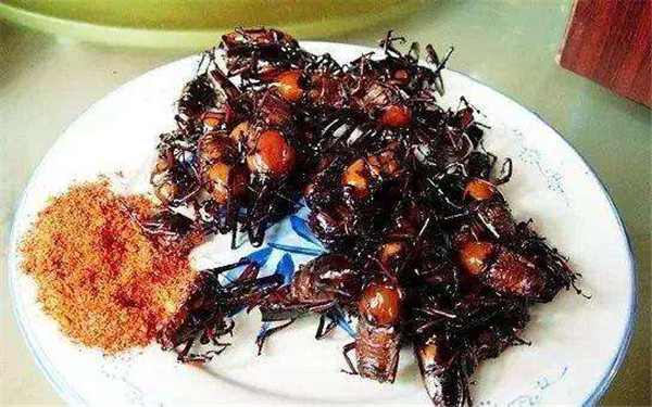 罗定竹虫养殖 