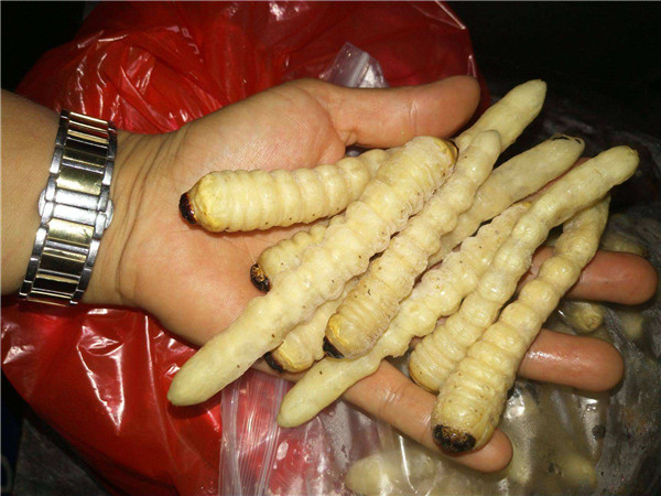 陆丰竹虫养殖 