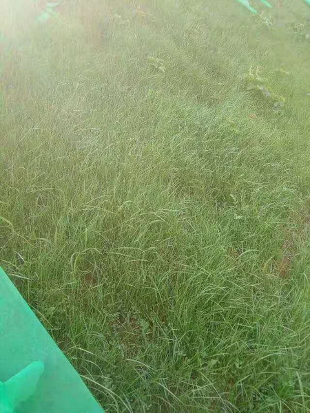 坡面植草|边坡绿化