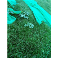 坡面植草|边坡绿化