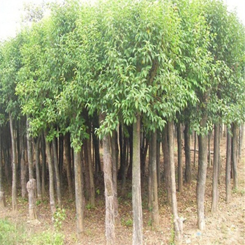 九江苗木价格