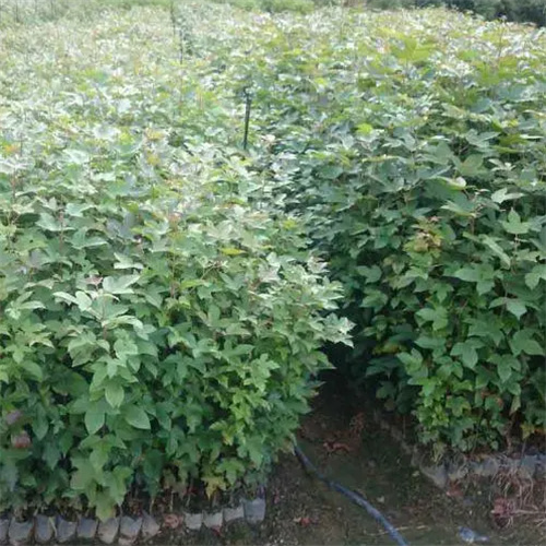 赣州树苗批发