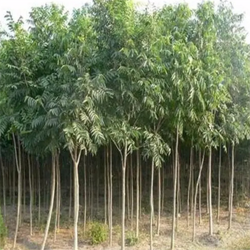 萍乡苗木批发
